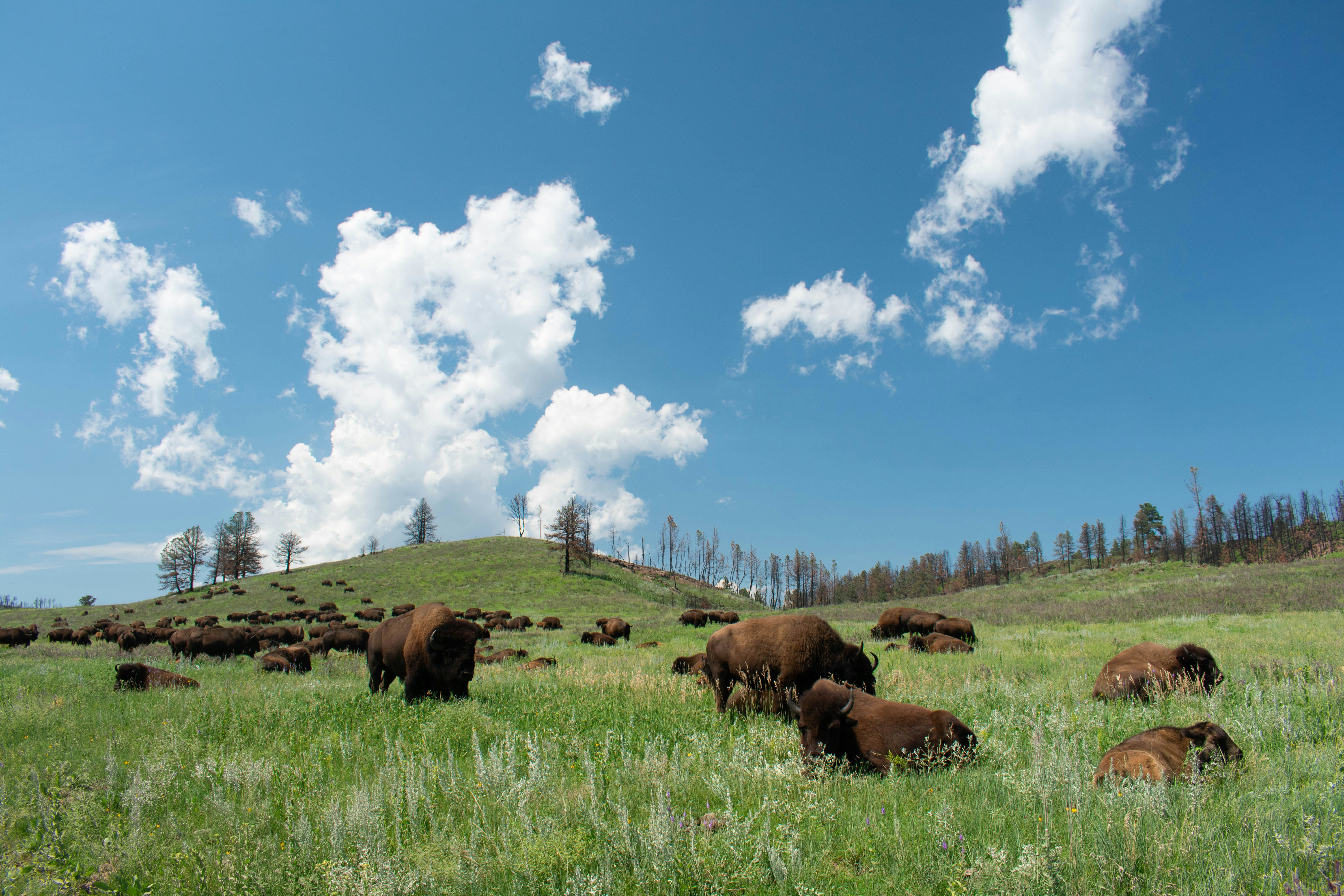 Several bisons in part of land